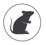 A representation of a mouse