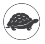 A representation of a turtle