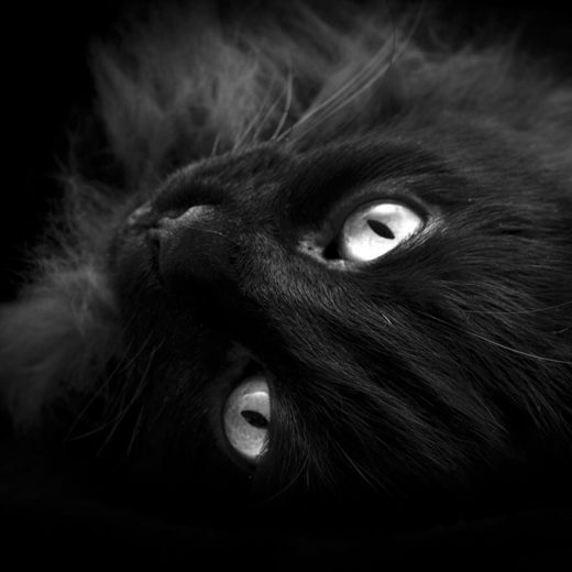 closeup of black cat's face with bright yellow eyes