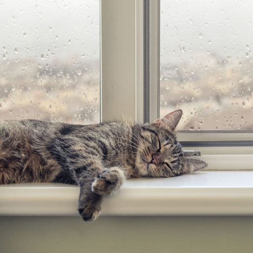 cat sleeping in windowsill