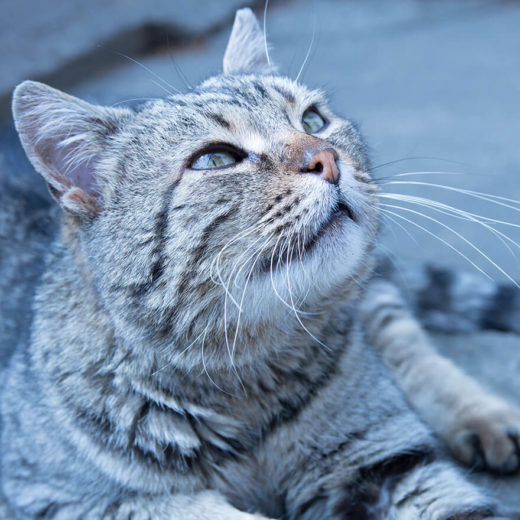 cat laying down while looking up off camera