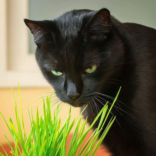 indoor black cat looking a green grass