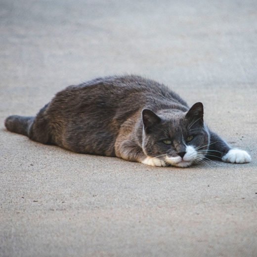 fat black and white cat laying down