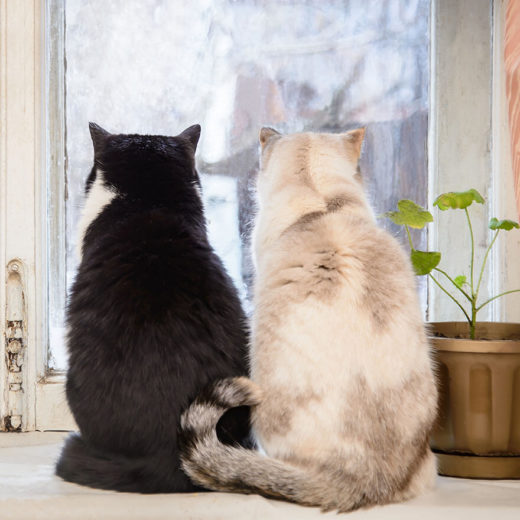 two large cats looking out of the window