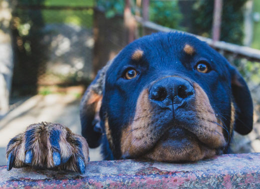 dog resting paw and head on metal ledge