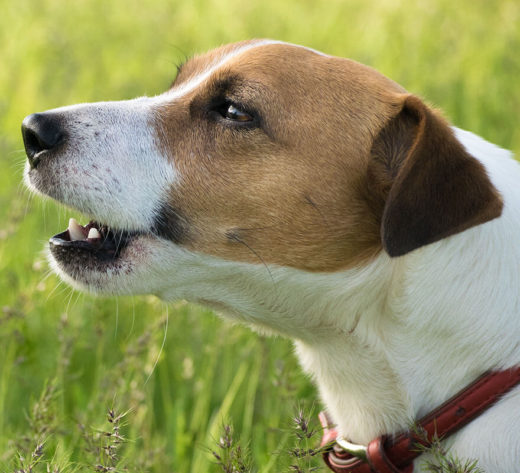brown and white small dog barking outside