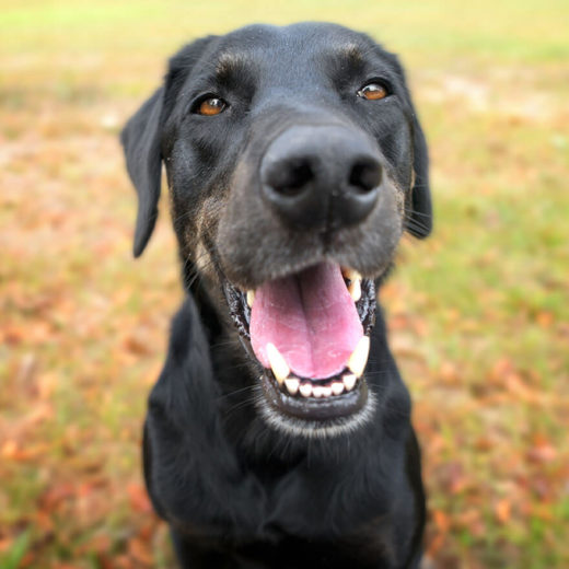 black dog with their mouth open