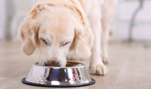 golden retriever dog eating from bowl