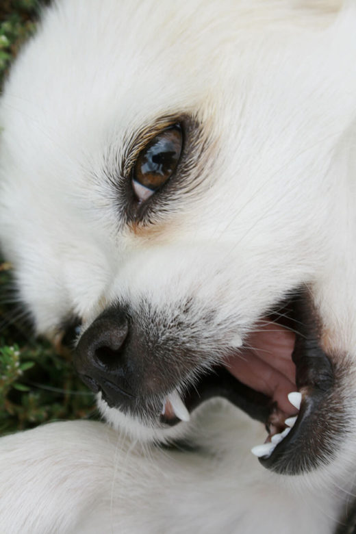playful, small white dog with mouth open