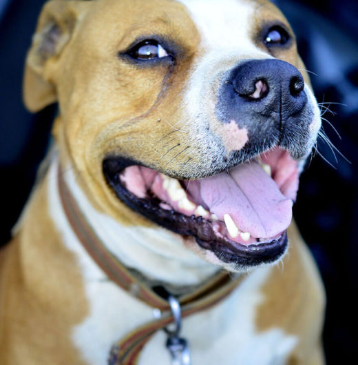 panting brown and white pitbull dog