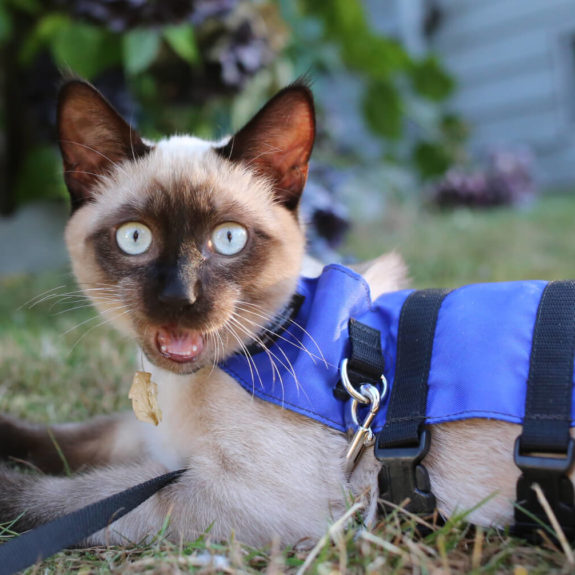 Siamese cat on blue harness outside