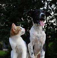 Cat gazing at a panting black and white dog