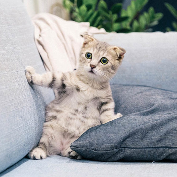 frightened white kitten on sofa
