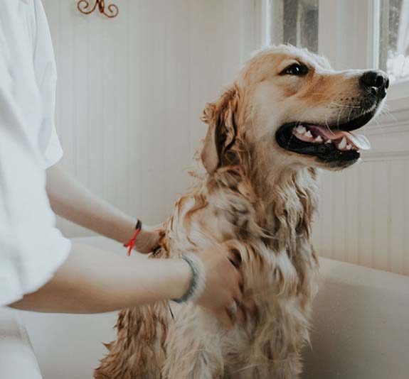 golden retriever dog being bathed in a bath tub