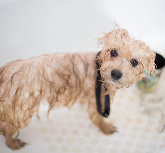 small wet poodle dog stands in bathtub