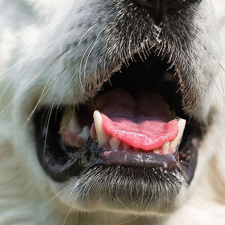 closeup of a white dog's mouth