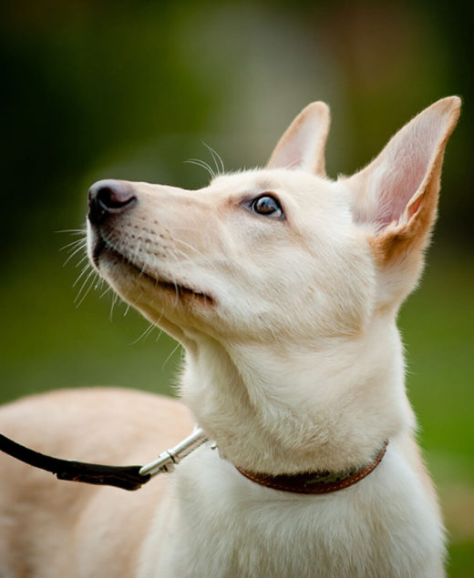 small dog looking up off camera