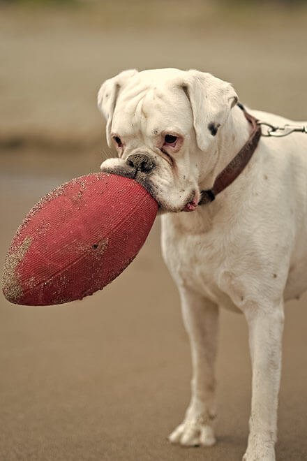 white dog with a football in their mouth