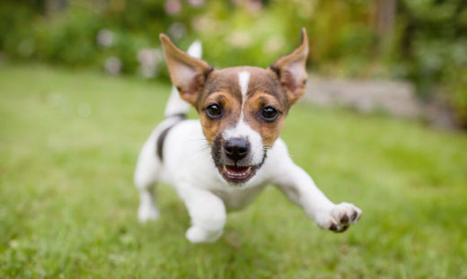small dog running in the grass towards the camera
