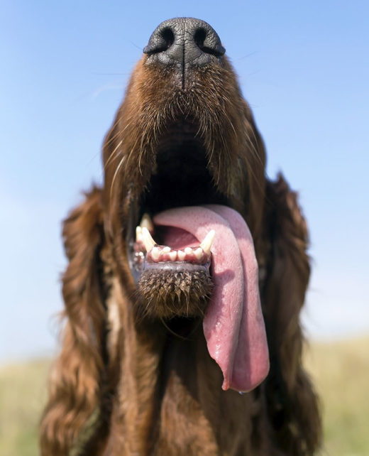 Funny laughing dog with big tongue and nose