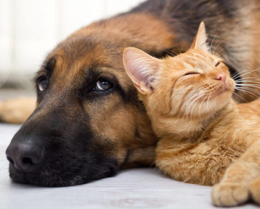 Cat lying against dog
