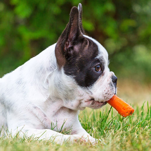 Boston Terrier dog eating a carrot