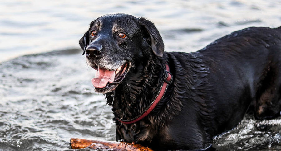 Senior Dog fetching stick from water