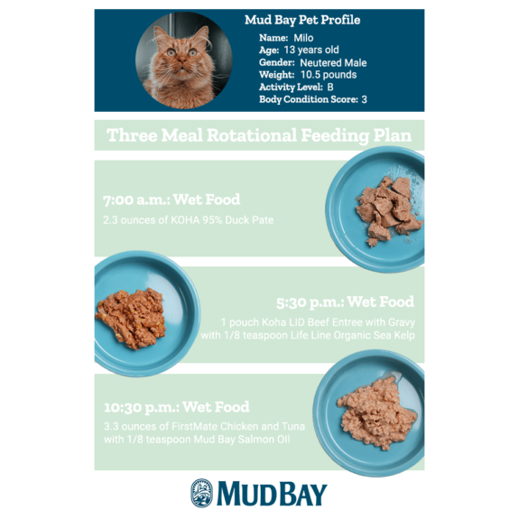 Three Meal Rotational Feeding Plan for Cats