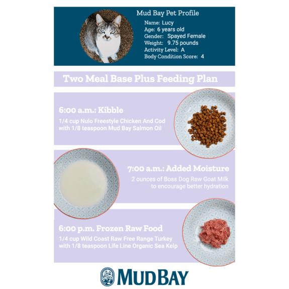 Two Meal Base Plus Feeding Plan for Cats