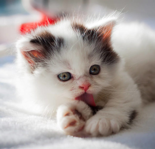 kitten grooming paw