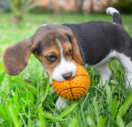 puppy holding orange ball