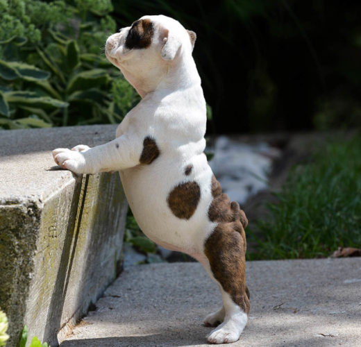 puppy climbing step