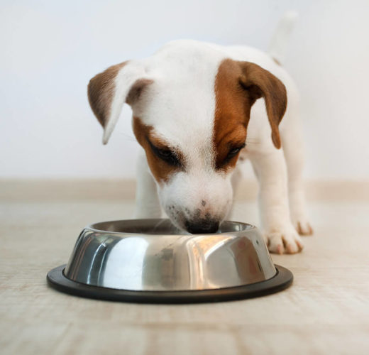 puppy eating from a metal bowl