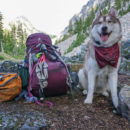 Husky and Backpacking Gear