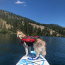 Dog Wearing Red Life Jacket