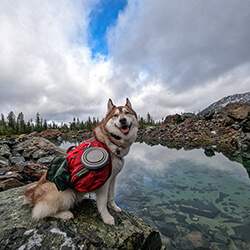 Dog Near Water with Bowl