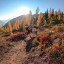 Dogs Trail Running Square