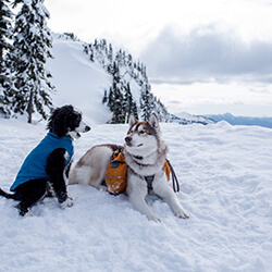 Two Dogs in the Snow