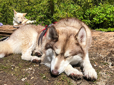 Dogs Napping After Hike
