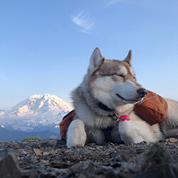 Ellie the Husky Sleeping