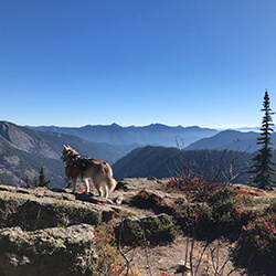 Husky Standing on Rock