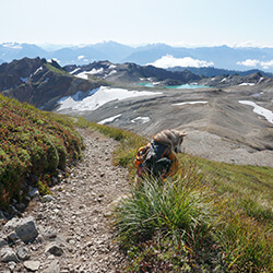 Husky on the Trail