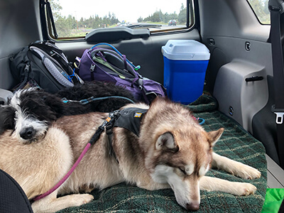 Two Dogs Sleeping in a Car