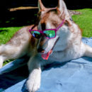 Husky in Sunglasses