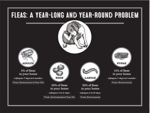 Image of Flea Lifecycle
