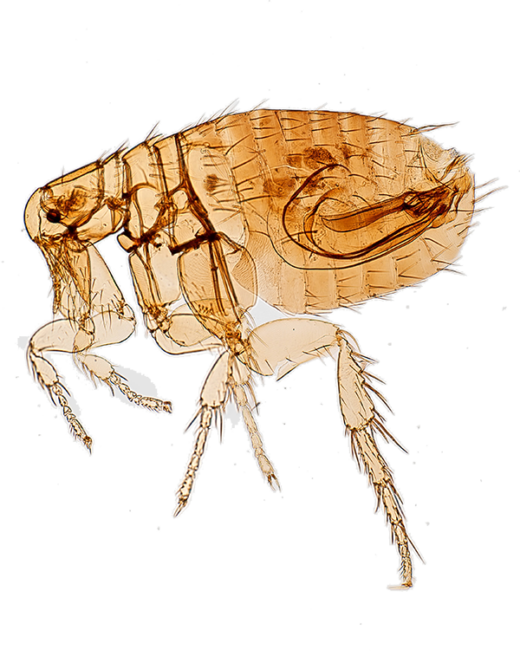 flea image
