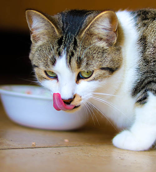 cat eating from bowl