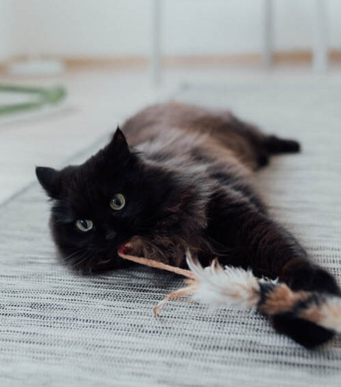 cat playing with feather toy