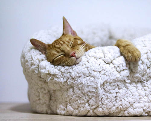 cat napping in bed