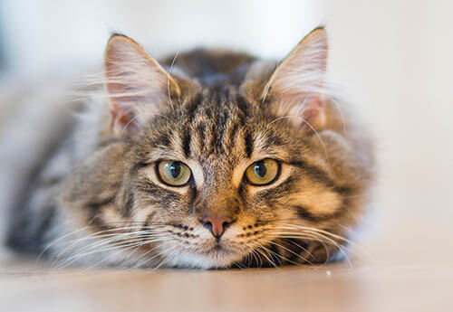 cat looking at camera